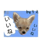 「byりえ」さんのわんちゃんの癒される毎日（個別スタンプ：15）