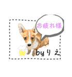 「byりえ」さんのわんちゃんの癒される毎日（個別スタンプ：16）
