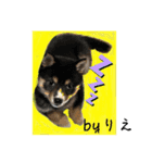 「byりえ」さんのわんちゃんの癒される毎日（個別スタンプ：17）