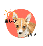 「byりえ」さんのわんちゃんの癒される毎日（個別スタンプ：18）