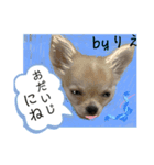「byりえ」さんのわんちゃんの癒される毎日（個別スタンプ：20）