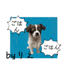「byりえ」さんのわんちゃんの癒される毎日（個別スタンプ：22）
