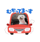 マルチーズ☆みるく（個別スタンプ：7）