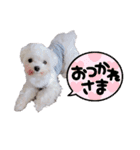 マルチーズ☆みるく（個別スタンプ：8）
