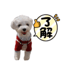 マルチーズ☆みるく（個別スタンプ：10）