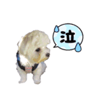 マルチーズ☆みるく（個別スタンプ：11）