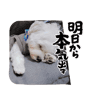 マルチーズ☆みるく（個別スタンプ：13）