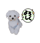 マルチーズ☆みるく（個別スタンプ：14）