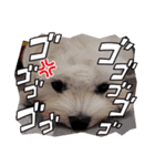 マルチーズ☆みるく（個別スタンプ：21）