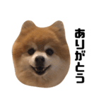 それいけライゾウ（個別スタンプ：3）