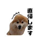 それいけライゾウ（個別スタンプ：5）