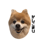 それいけライゾウ（個別スタンプ：8）