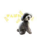 今日のSunny Tony part3（個別スタンプ：14）