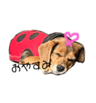 うちの犬チョコ¨̮（個別スタンプ：1）