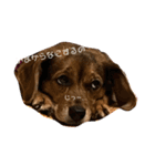 うちの犬チョコ¨̮（個別スタンプ：2）