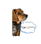 うちの犬チョコ¨̮（個別スタンプ：3）