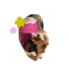 うちの犬チョコ¨̮（個別スタンプ：4）