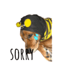 うちの犬チョコ¨̮（個別スタンプ：6）