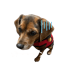 うちの犬チョコ¨̮（個別スタンプ：9）