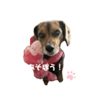 うちの犬チョコ¨̮（個別スタンプ：10）