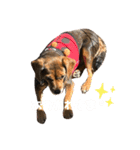 うちの犬チョコ¨̮（個別スタンプ：11）