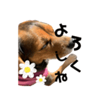 うちの犬チョコ¨̮（個別スタンプ：12）