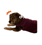 うちの犬チョコ¨̮（個別スタンプ：13）