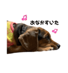 うちの犬チョコ¨̮（個別スタンプ：14）