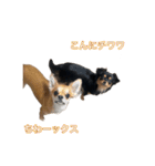 コロクル スタンプ（個別スタンプ：1）
