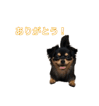 コロクル スタンプ（個別スタンプ：4）