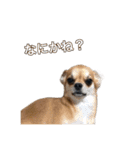 コロクル スタンプ（個別スタンプ：7）