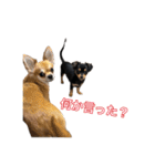 コロクル スタンプ（個別スタンプ：9）