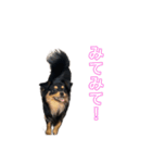 コロクル スタンプ（個別スタンプ：11）