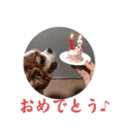 としこの愛犬チャピコ（個別スタンプ：36）