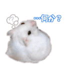 咲良家のハムハム（個別スタンプ：1）