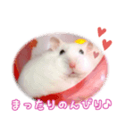 咲良家のハムハム（個別スタンプ：3）