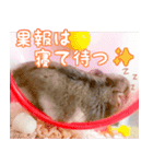 咲良家のハムハム（個別スタンプ：4）
