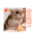 咲良家のハムハム（個別スタンプ：5）