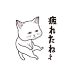 にゃんちょこりん(白猫)（個別スタンプ：28）
