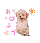 マルプー 彩(いろ)（個別スタンプ：1）
