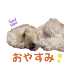 マルプー 彩(いろ)（個別スタンプ：3）