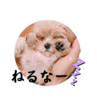マルプー 彩(いろ)（個別スタンプ：4）