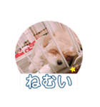 マルプー 彩(いろ)（個別スタンプ：5）