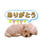 マルプー 彩(いろ)（個別スタンプ：11）