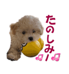 マルプー 彩(いろ)（個別スタンプ：13）