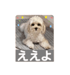 マルプー 彩(いろ)（個別スタンプ：16）