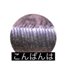 写真で「こんばんは」2 【修正版】（個別スタンプ：5）