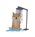 柴犬 Shiba 2（個別スタンプ：1）