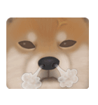 柴犬 Shiba 2（個別スタンプ：3）