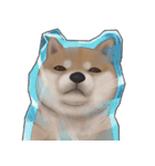 柴犬 Shiba 2（個別スタンプ：6）